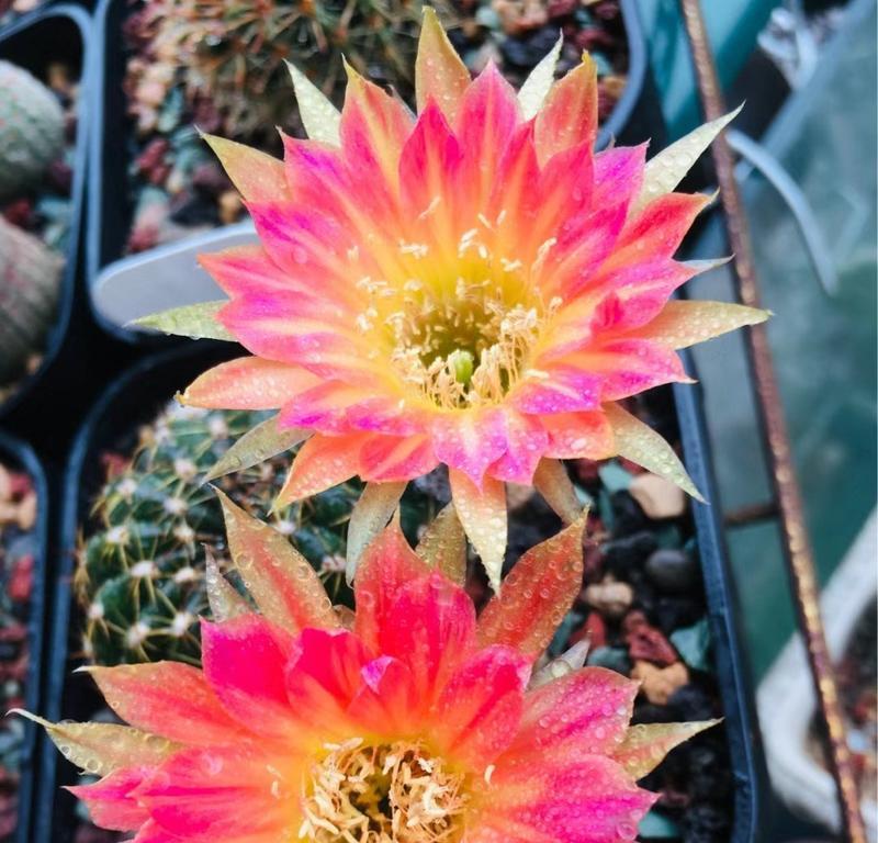 仙人球粉色花苞的原因是什么？