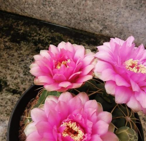 仙人球粉色花苞的原因是什么？