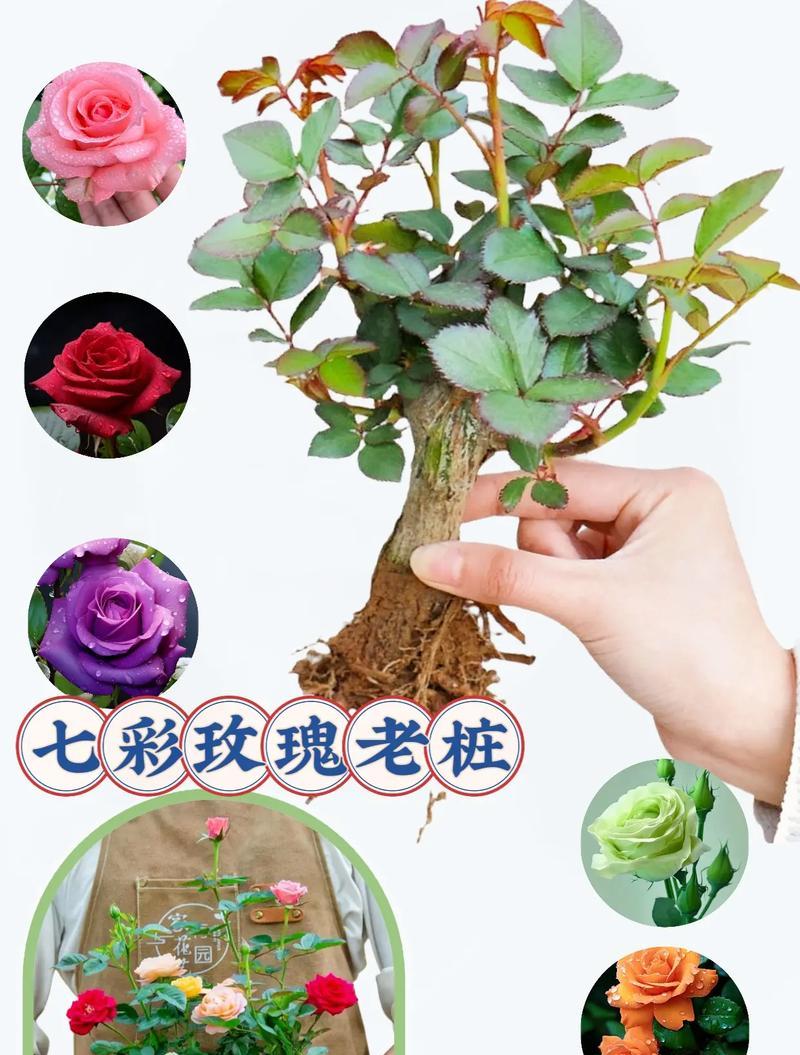 大老桩玫瑰花的修剪美观方法？