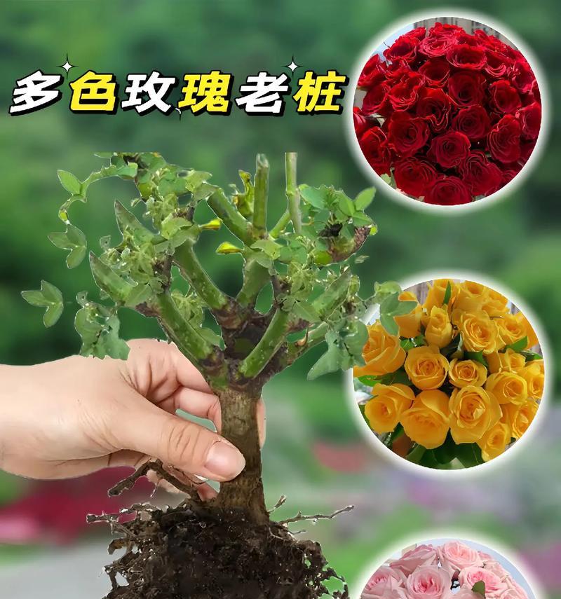 大老桩玫瑰花的修剪美观方法？