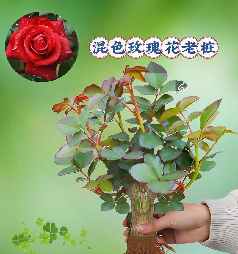 大老桩玫瑰花的修剪美观方法？
