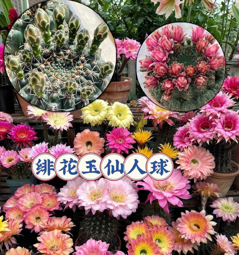 仙人球防虫害的有效方法有哪些？