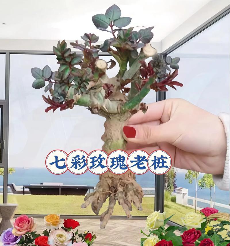 玫瑰花最佳嫁接时间是什么时候？