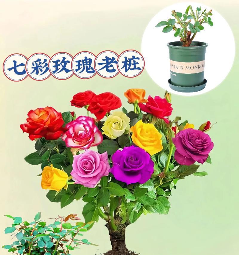 玫瑰花最佳嫁接时间是什么时候？