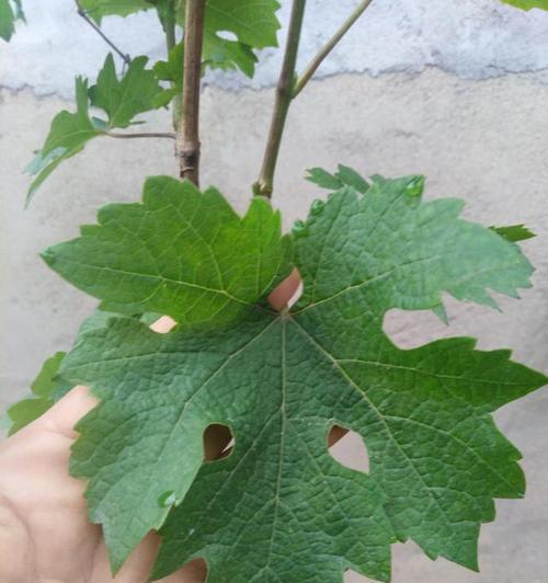 西瓜玫瑰花养殖方法？需要注意哪些要点？