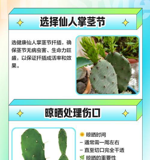 仙人掌植物养护秘诀？怎样才能养得更好？