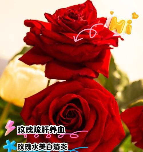 玫瑰花与翡翠搭配养殖方法？如何保持玫瑰花健康？