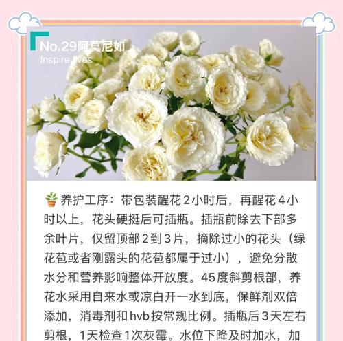 玫瑰花与翡翠搭配养殖方法？如何保持玫瑰花健康？