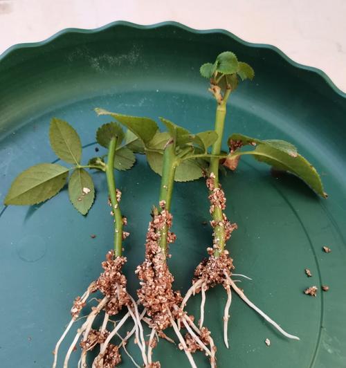 香槟玫瑰插枝栽种技巧？怎样确保成活？