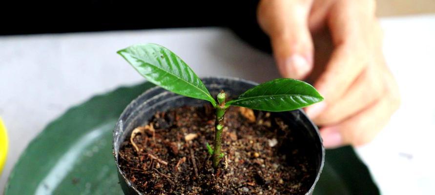 香槟玫瑰插枝栽种技巧？怎样确保成活？