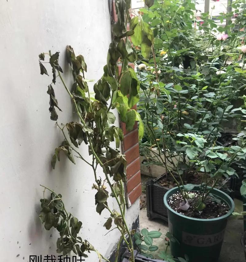 香槟玫瑰插枝栽种技巧？怎样确保成活？