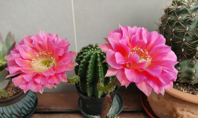 冬季开花仙人球带花苞如何养护？