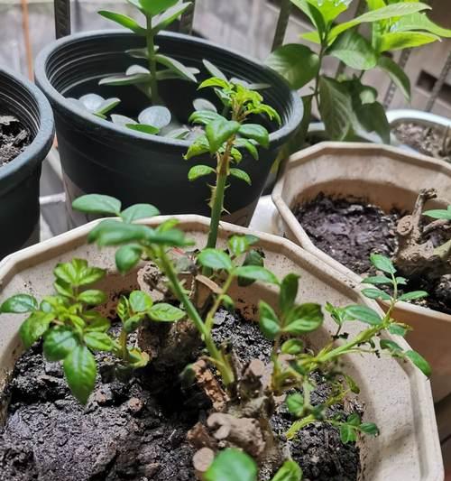 特种小白玫瑰花养护方法？有哪些注意事项？