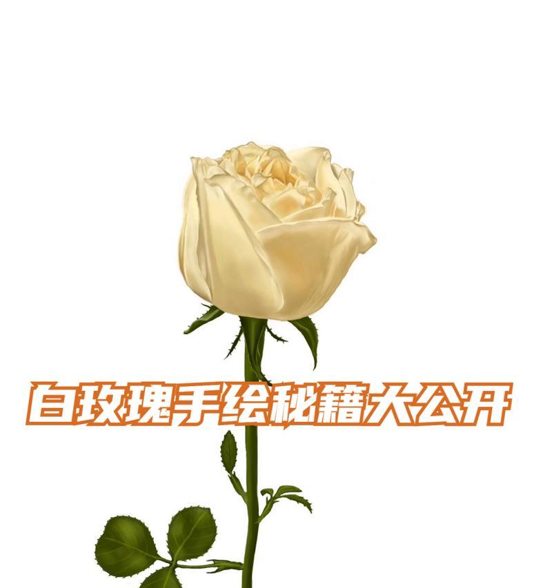 特种小白玫瑰花养护方法？有哪些注意事项？