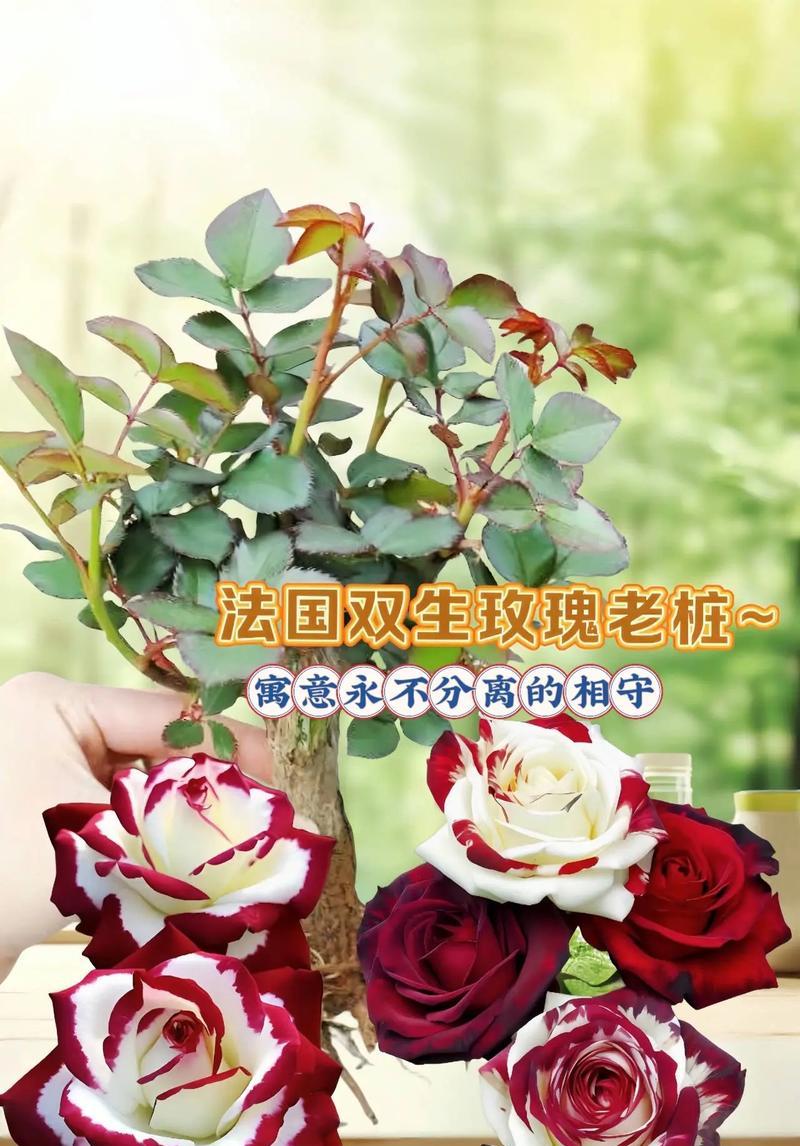 特种小白玫瑰花养护方法？有哪些注意事项？