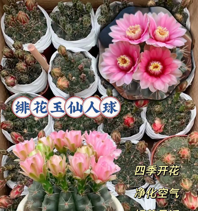 恋山彦仙人球开花时间？如何促进花期？