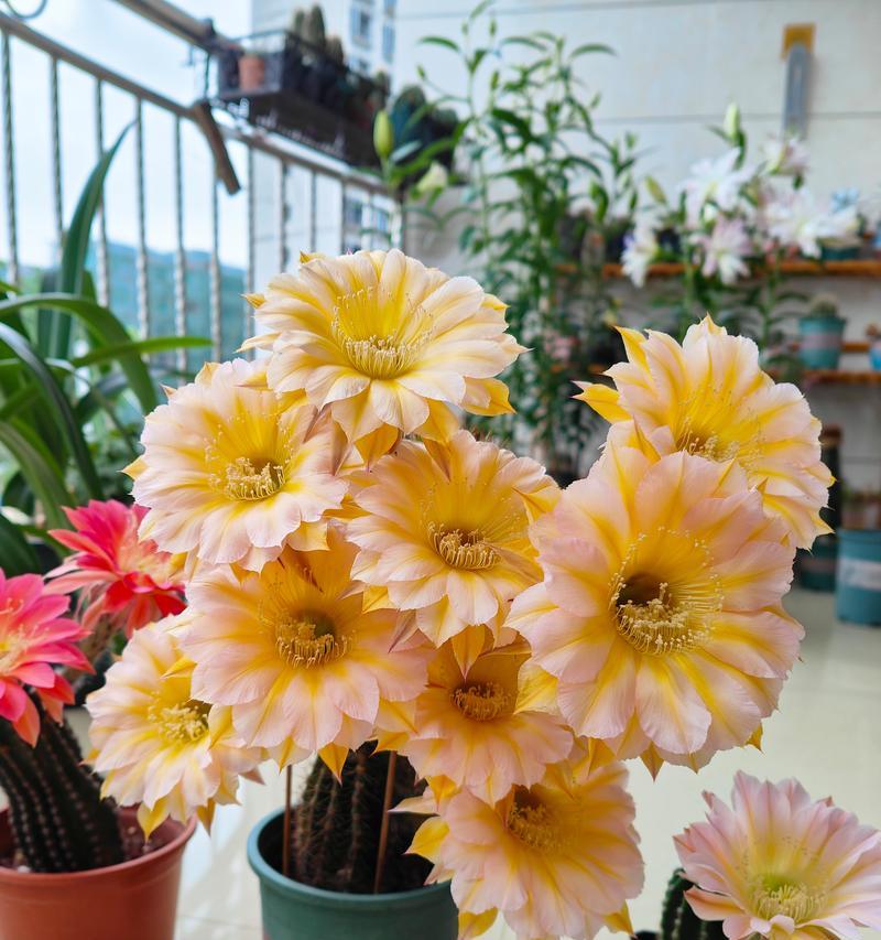 恋山彦仙人球开花时间？如何促进花期？