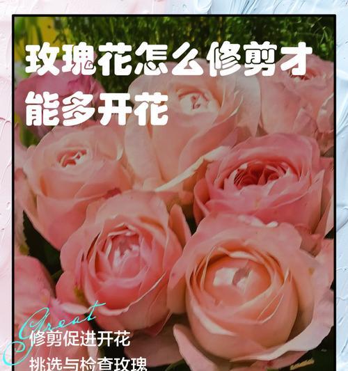玫瑰花修剪管理方法？如何正确剪枝？