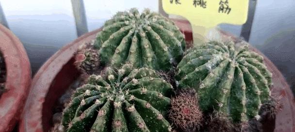 彩草仙人球不长叶子原因？如何解决？