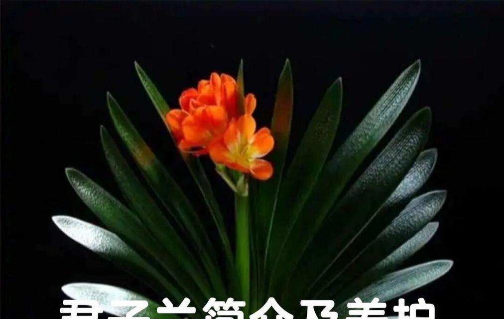 正宗君子兰14片叶子养护方法？需要注意什么？