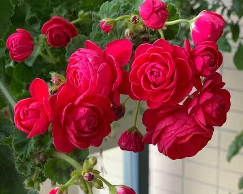 玫瑰花土培方法？如何选择合适的土壤？