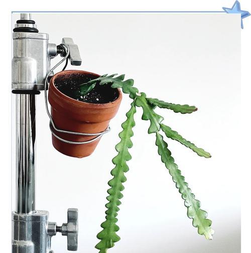 旋转仙人掌植物养护指南？怎样才能养好？