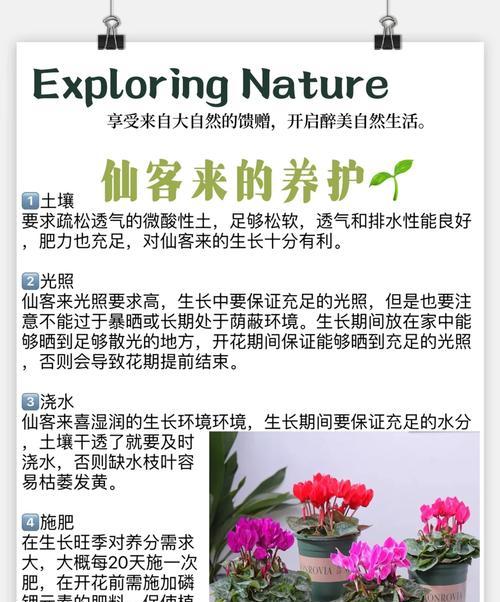 旋转仙人掌植物养护指南？怎样才能养好？
