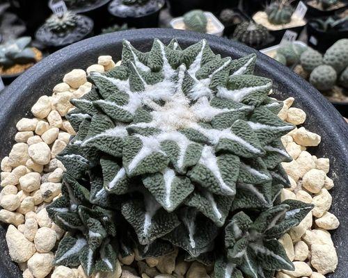 黑牡丹仙人球频繁开花原因？如何控制花期？