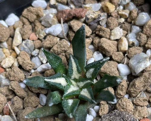 黑牡丹仙人球频繁开花原因？如何控制花期？