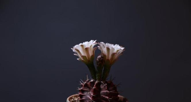 黑牡丹仙人球频繁开花原因？如何控制花期？
