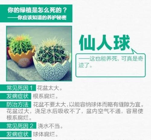 蔓藤花园仙人球养护技巧？是否容易养活？