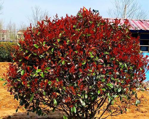 家庭庭院绿化植物推荐？哪些花草适合种植？