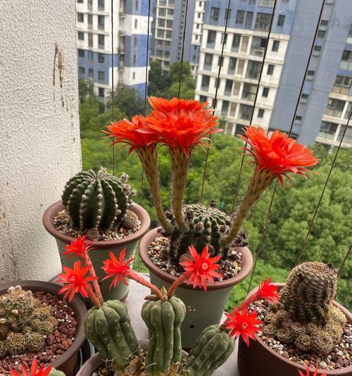 最保值的仙人球品种有哪些？如何鉴别？