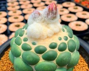 最保值的仙人球品种有哪些？如何鉴别？