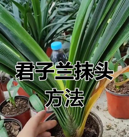 多色君子兰盆栽的养护技巧是什么？
