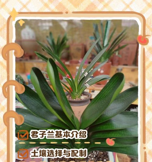 多色君子兰盆栽的养护技巧是什么？