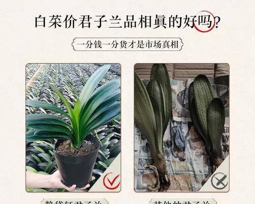 多色君子兰盆栽的养护技巧是什么？