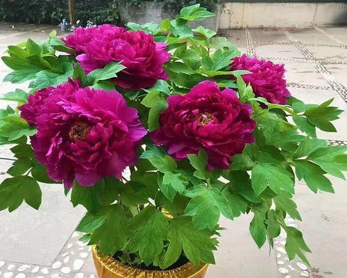 牡丹花十年树苗的养护管理要点是什么？