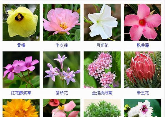 仙人掌小老虎的存活方法是什么？