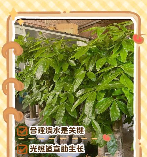 如何正确养殖四季发财树？四季发财树的花语是什么？