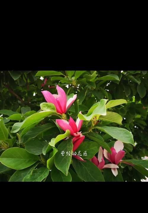 反季节开放的紫玉兰花语是什么？紫玉兰有哪些花语？
