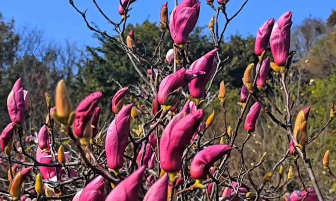 反季节开放的紫玉兰花语是什么？紫玉兰有哪些花语？