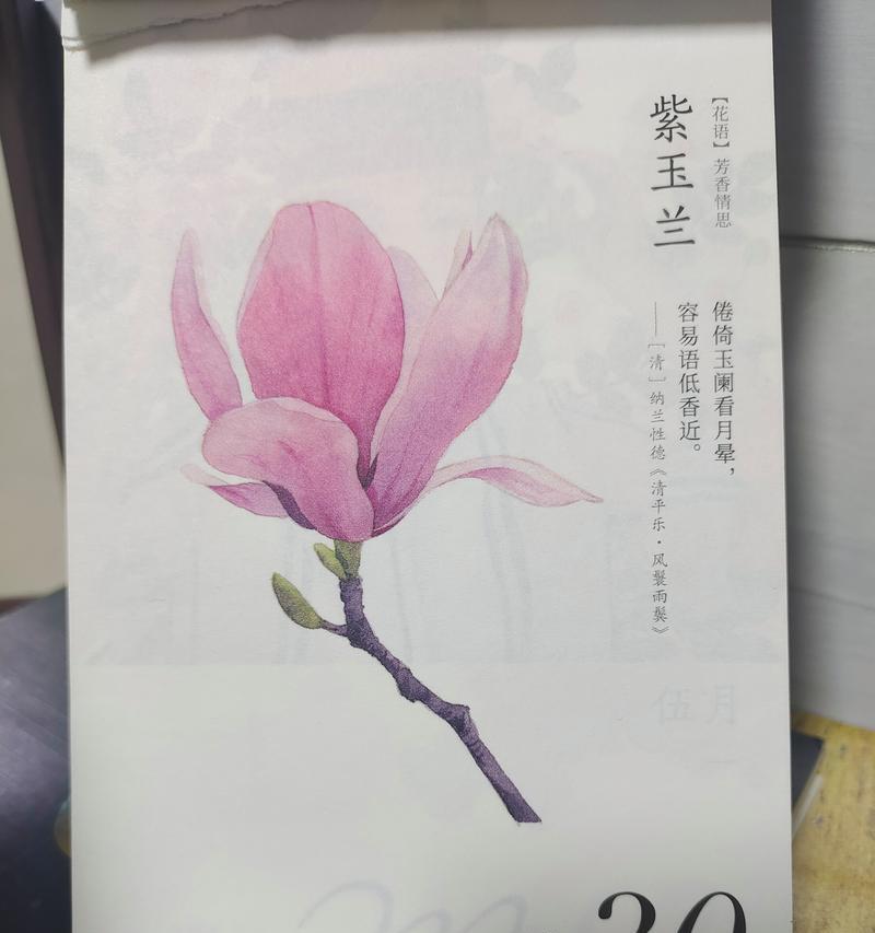反季节开放的紫玉兰花语是什么？紫玉兰有哪些花语？