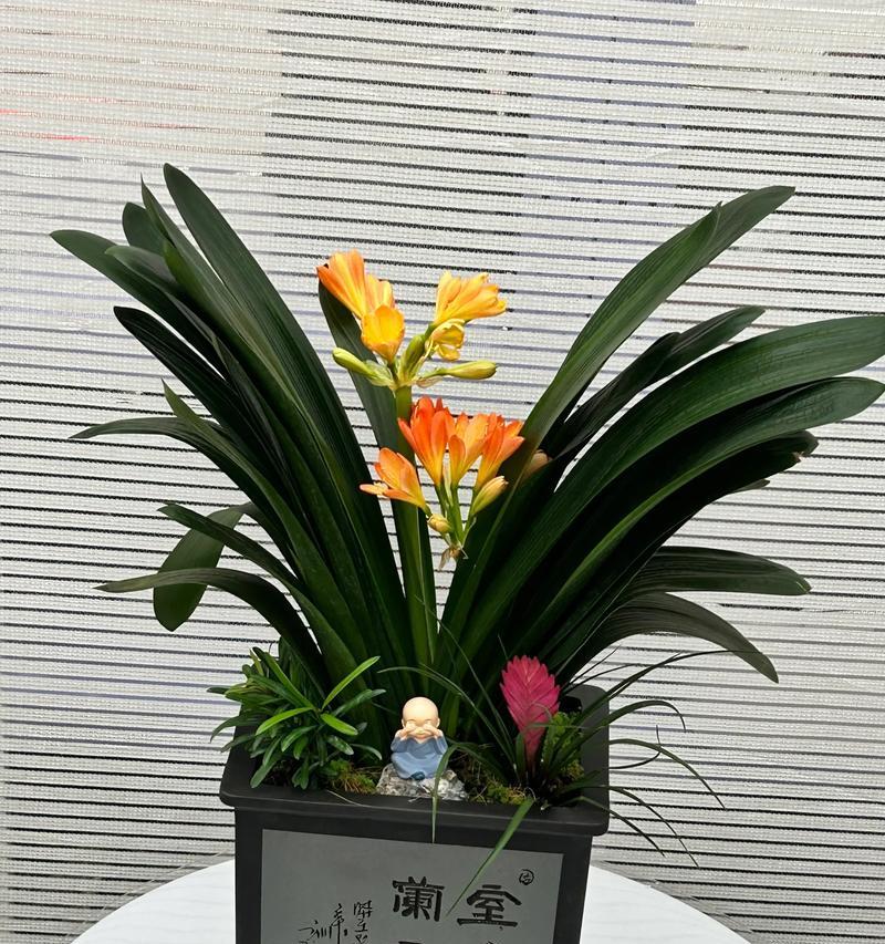 君子兰的花语象征着什么？君子兰的寓意有哪些？