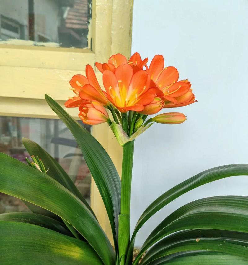 君子兰的花语象征着什么？君子兰的寓意有哪些？