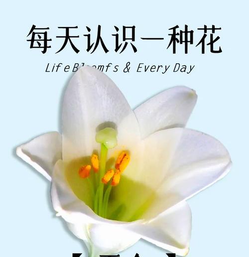 百合加玫瑰的花语是什么？百合加玫瑰寓意着什么？