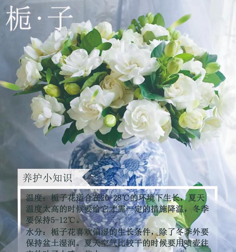 栀子花的花语是什么？栀子花象征着什么意义？