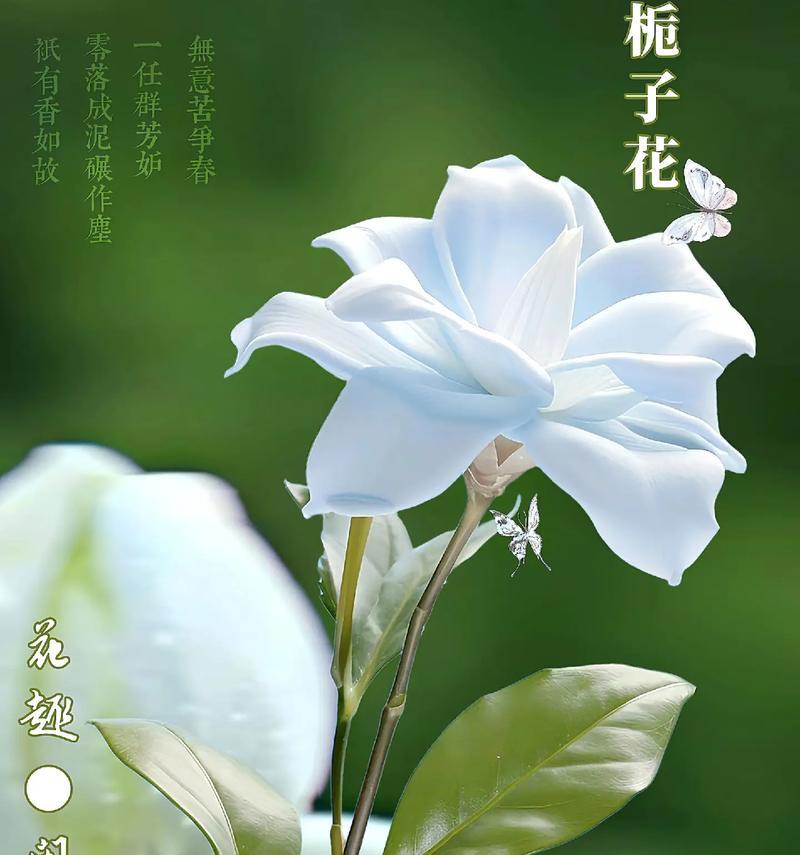 栀子花的花语是什么？栀子花象征着什么意义？