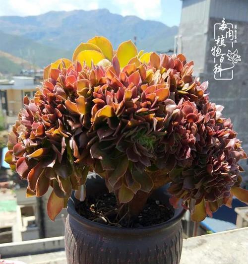康刀馨的花语是什么？康刀馨象征着什么？