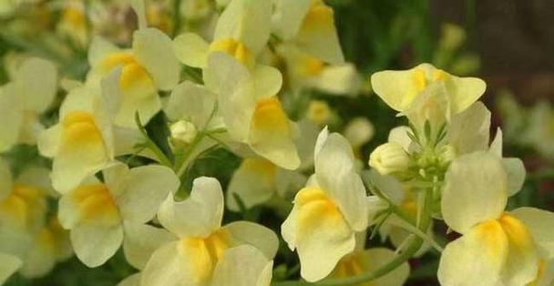 姬与花的花语是什么意思？姬与花的寓意有哪些？